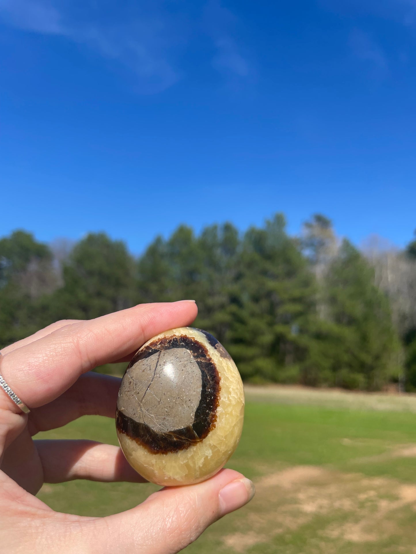 Septarian Palm Stone