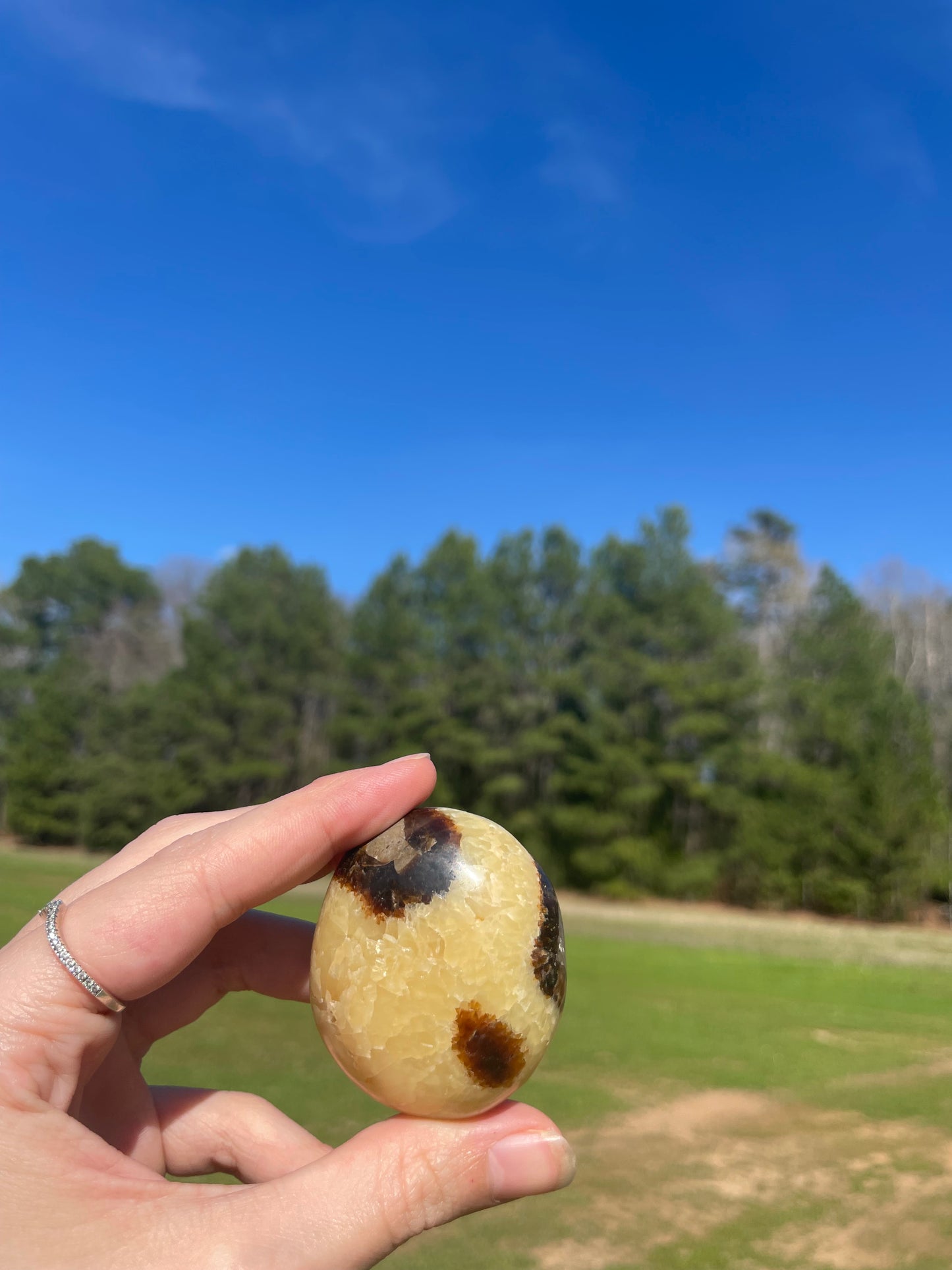 Septarian Palm Stone