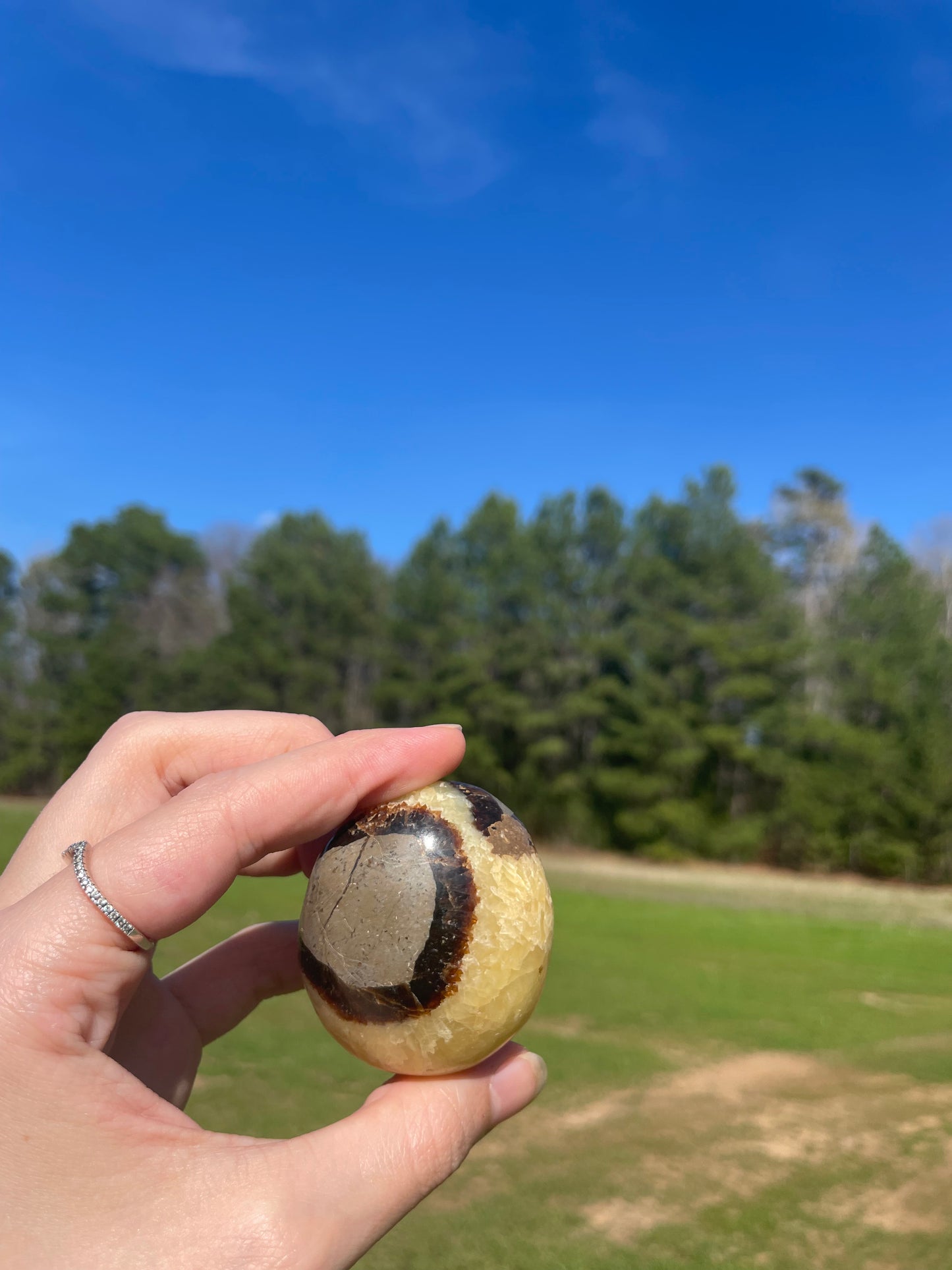 Septarian Palm Stone