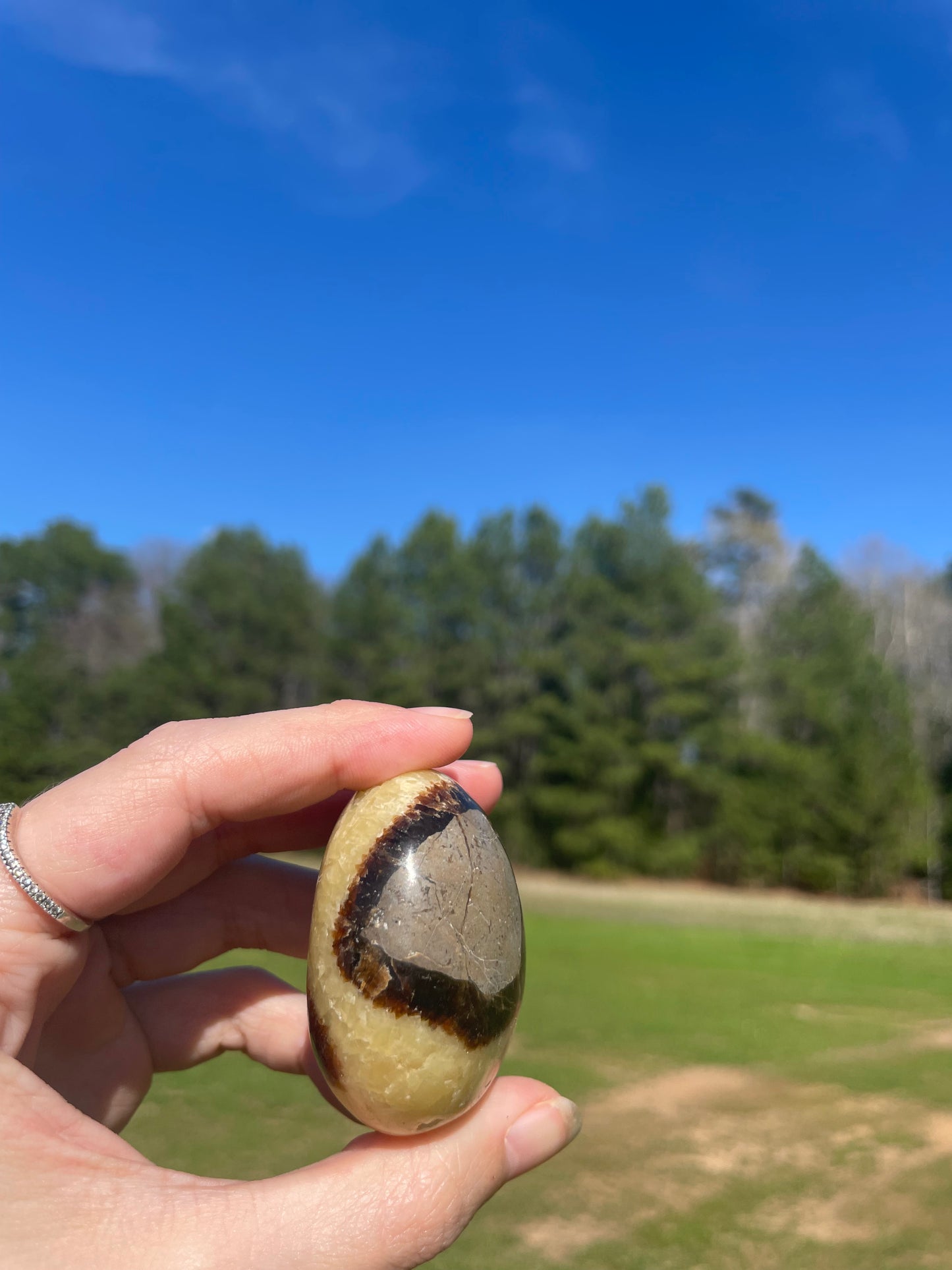 Septarian Palm Stone