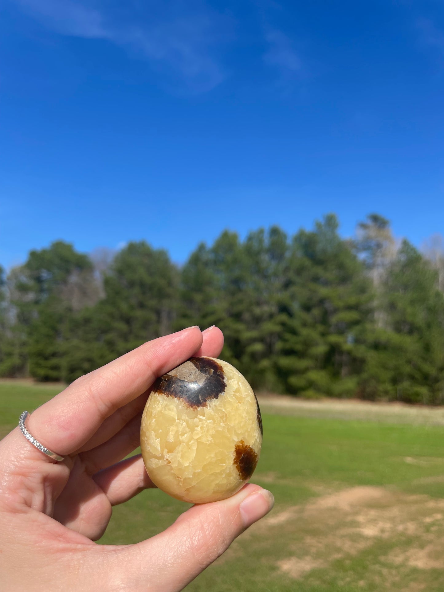 Septarian Palm Stone