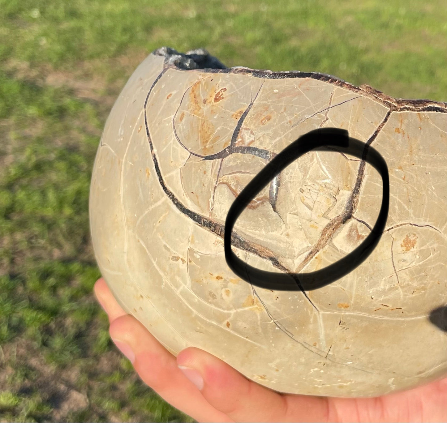 UV Reactive XXL Druzy Septarian damaged (Large Dragon Egg) w/ Stand.