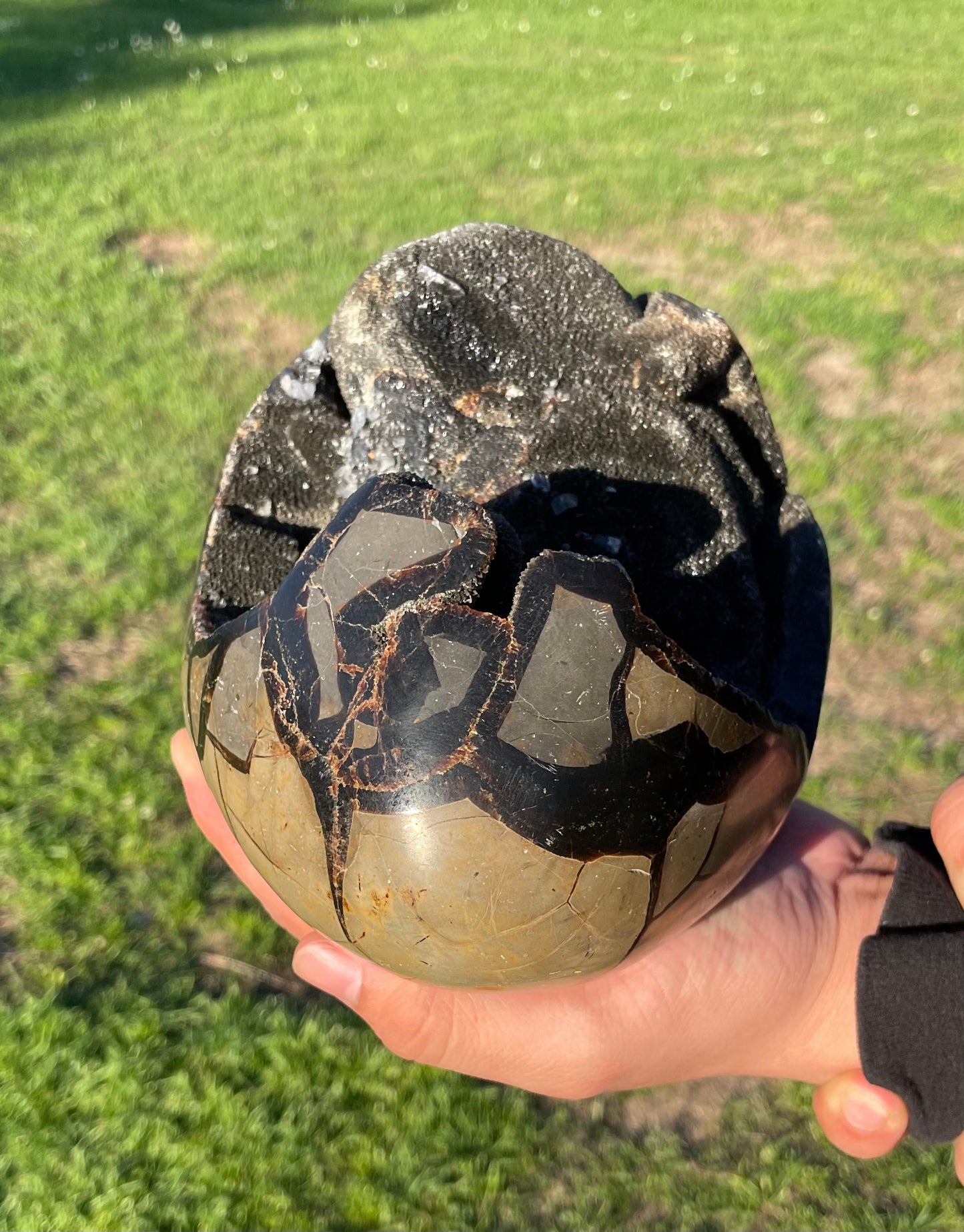 XXL Druzy Septarian 11lb (Large Dragon Egg)